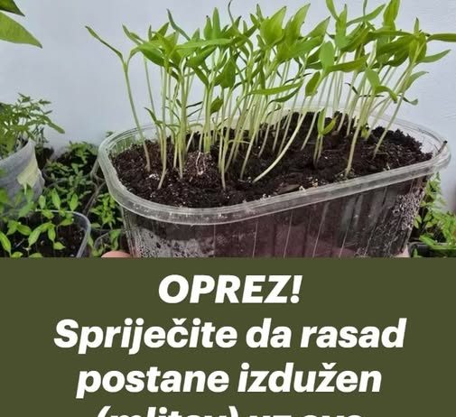 OPREZ! Spriječite da rasad postane izdužen (mlitav) uz ove jednostavne trikove!