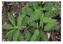 ZA OVU BILJKU ZNAMO DA ZAUSTAVLJA KRVARENJE: Kada saznate ovo, cijenit ćete je još više