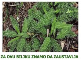 ZA OVU BILJKU ZNAMO DA ZAUSTAVLJA KRVARENJE: Kada saznate ovo, cijenit ćete je još više