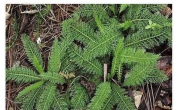 ZA OVU BILJKU ZNAMO DA ZAUSTAVLJA KRVARENJE: Kada saznate ovo, cijenit ćete je još više