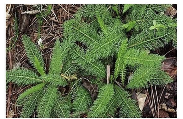 ZA OVU BILJKU ZNAMO DA ZAUSTAVLJA KRVARENJE: Kada saznate ovo, cijenit ćete je još više