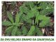 ZA OVU BILJKU ZNAMO DA ZAUSTAVLJA KRVARENJE: Kada saznate ovo, cijenit ćete je još više