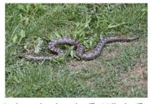 Bacite ovaj prah po dvorištu! Nikada više nećete vidjeti zmije