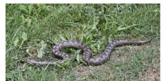 Bacite ovaj prah po dvorištu! Nikada više nećete vidjeti zmije