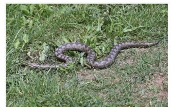 Bacite ovaj prah po dvorištu! Nikada više nećete vidjeti zmije