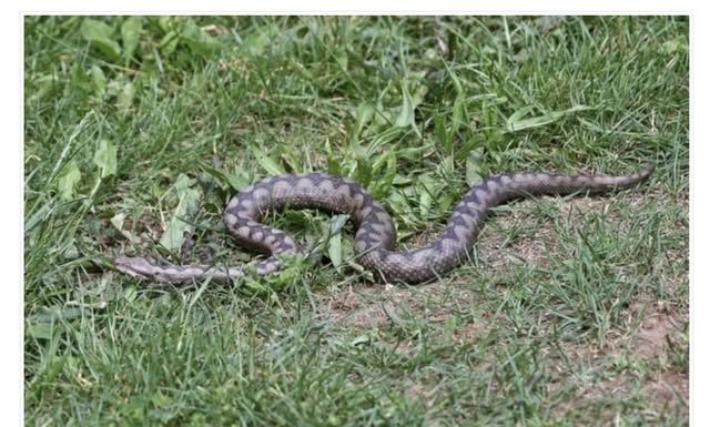 Bacite ovaj prah po dvorištu! Nikada više nećete vidjeti zmije