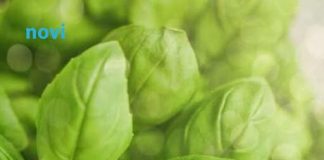 Uklonite lisne vaši iz vrta: Ovi jednostavni trikovi štite biljke od ozbiljne štete