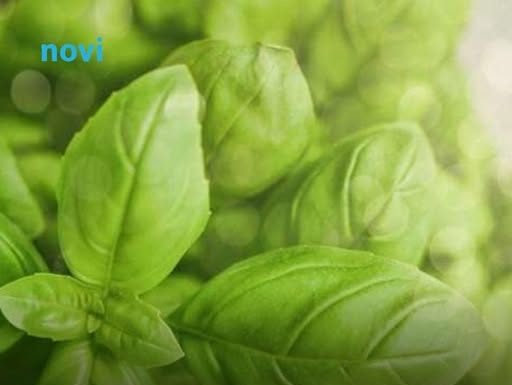 Uklonite lisne vaši iz vrta: Ovi jednostavni trikovi štite biljke od ozbiljne štete