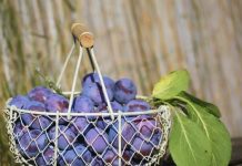 Tri do četiri šljive dnevno mogu da oporave organizam: Štite srce, kosti, crijeva i pune su vitamina!