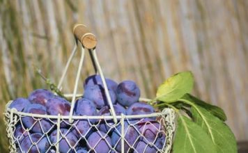 Tri do četiri šljive dnevno mogu da oporave organizam: Štite srce, kosti, crijeva i pune su vitamina!