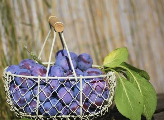 Tri do četiri šljive dnevno mogu da oporave organizam: Štite srce, kosti, crijeva i pune su vitamina!