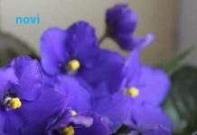 Mnoge dame su za 8. mart na poklon dobile ljubičice: A znate li trik kako da stalno izbacuju cvjetove