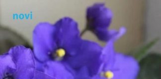 Mnoge dame su za 8. mart na poklon dobile ljubičice: A znate li trik kako da stalno izbacuju cvjetove