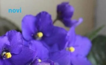 Mnoge dame su za 8. mart na poklon dobile ljubičice: A znate li trik kako da stalno izbacuju cvjetove