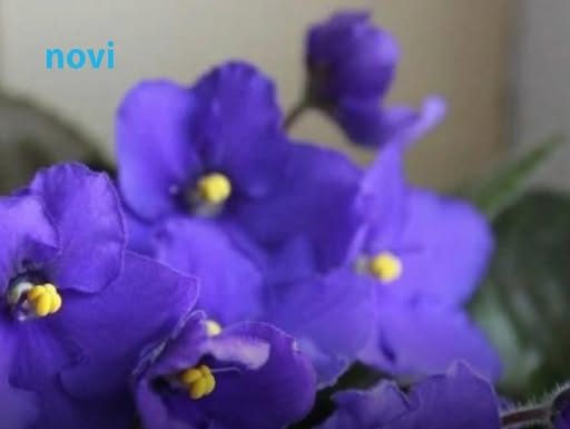 Mnoge dame su za 8. mart na poklon dobile ljubičice: A znate li trik kako da stalno izbacuju cvjetove