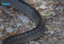 Ova popularna biljka privlači zmije: Pazite šta sadite u vrtu