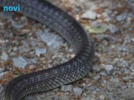 Ova popularna biljka privlači zmije: Pazite šta sadite u vrtu