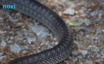 Ova popularna biljka privlači zmije: Pazite šta sadite u vrtu