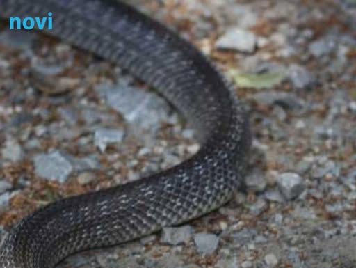 Ova popularna biljka privlači zmije: Pazite šta sadite u vrtu