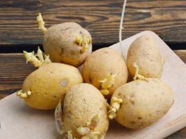 Niste ni svjesni opasnosti po zdravlje: Evo kako prepoznati da li proklijali krompir smijemo jesti!