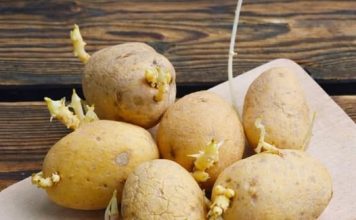 Niste ni svjesni opasnosti po zdravlje: Evo kako prepoznati da li proklijali krompir smijemo jesti!