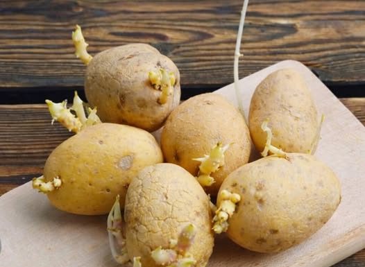 Niste ni svjesni opasnosti po zdravlje: Evo kako prepoznati da li proklijali krompir smijemo jesti!