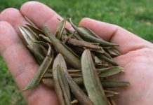 PROTIV UPALE PLUĆA I ČIRA NA ŽELUCU: Lišće sa izuzetno jakim ljekovitim svojstvima