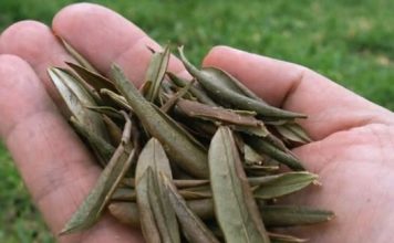 PROTIV UPALE PLUĆA I ČIRA NA ŽELUCU: Lišće sa izuzetno jakim ljekovitim svojstvima