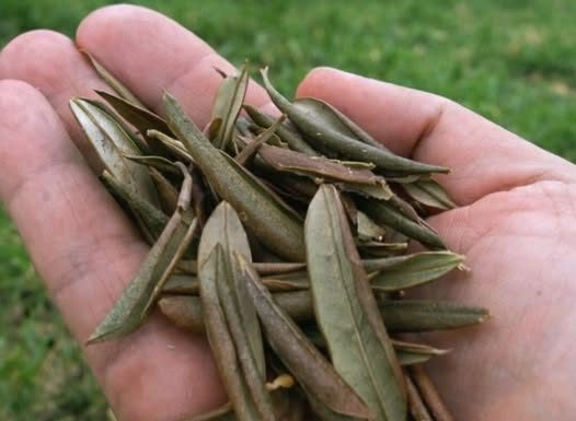 PROTIV UPALE PLUĆA I ČIRA NA ŽELUCU: Lišće sa izuzetno jakim ljekovitim svojstvima