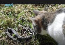 Panika zbog zmija oko kuće! Evo šta treba da prospete po dvorištu da ih više nikad ne vidite blizu