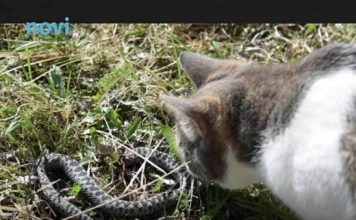 Panika zbog zmija oko kuće! Evo šta treba da prospete po dvorištu da ih više nikad ne vidite blizu