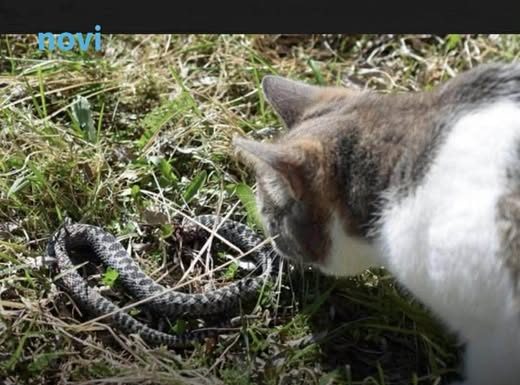 Panika zbog zmija oko kuće! Evo šta treba da prospete po dvorištu da ih više nikad ne vidite blizu