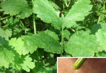 BILJKA KOJA SPALJUJE BRADAVICE KAO LASEROM: A samo ako je ovako koristite…