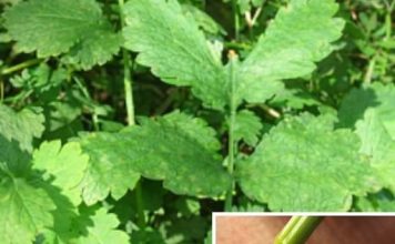 BILJKA KOJA SPALJUJE BRADAVICE KAO LASEROM: A samo ako je ovako koristite…