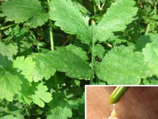 BILJKA KOJA SPALJUJE BRADAVICE KAO LASEROM: A samo ako je ovako koristite…