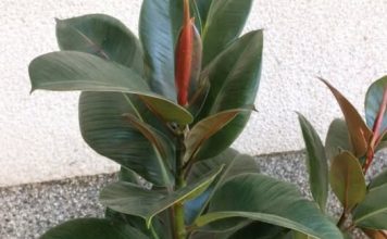 FIKUS ĆE VAM NARASTI DO PLAFONA: Samo ga prskajte OVOM VODOM, cvijeće će biti BUJNO I PREDIVNO