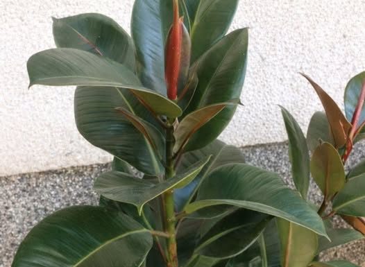 FIKUS ĆE VAM NARASTI DO PLAFONA: Samo ga prskajte OVOM VODOM, cvijeće će biti BUJNO I PREDIVNO