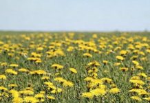 Džem od maslačka regeneriše jetru i čisti krv bolje od bilo kog lijeka: Evo kako se pravi!