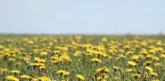 Džem od maslačka regeneriše jetru i čisti krv bolje od bilo kog lijeka: Evo kako se pravi!