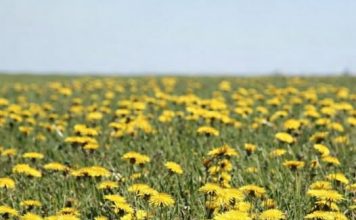 Džem od maslačka regeneriše jetru i čisti krv bolje od bilo kog lijeka: Evo kako se pravi!