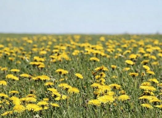 Džem od maslačka regeneriše jetru i čisti krv bolje od bilo kog lijeka: Evo kako se pravi!