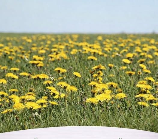 Džem od maslačka regeneriše jetru i čisti krv bolje od bilo kog lijeka: Evo kako se pravi!