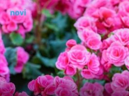 Cvijeće koje tjera svađu, a privlači sreću: Sve bake su ga gajile zbog toga