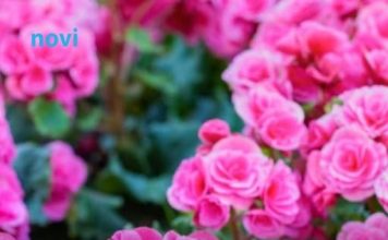 Cvijeće koje tjera svađu, a privlači sreću: Sve bake su ga gajile zbog toga