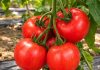 1 dio paradajza svi bacamo, a pravo pravcato je blago za vaše biljke: Bujaće do kasne jeseni
