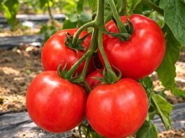 1 dio paradajza svi bacamo, a pravo pravcato je blago za vaše biljke: Bujaće do kasne jeseni