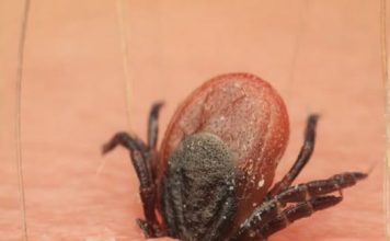 Počela je sezona krpelja, evo kako se zaštiti i kako ga odstraniti iz kože