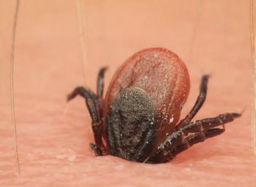 Počela je sezona krpelja, evo kako se zaštiti i kako ga odstraniti iz kože