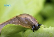 Posadite 1 cvijet u baštu i puževi će nestati: Baštovani otkrivaju kako se riješiti štetočina