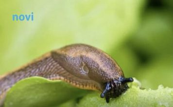 Posadite 1 cvijet u baštu i puževi će nestati: Baštovani otkrivaju kako se riješiti štetočina